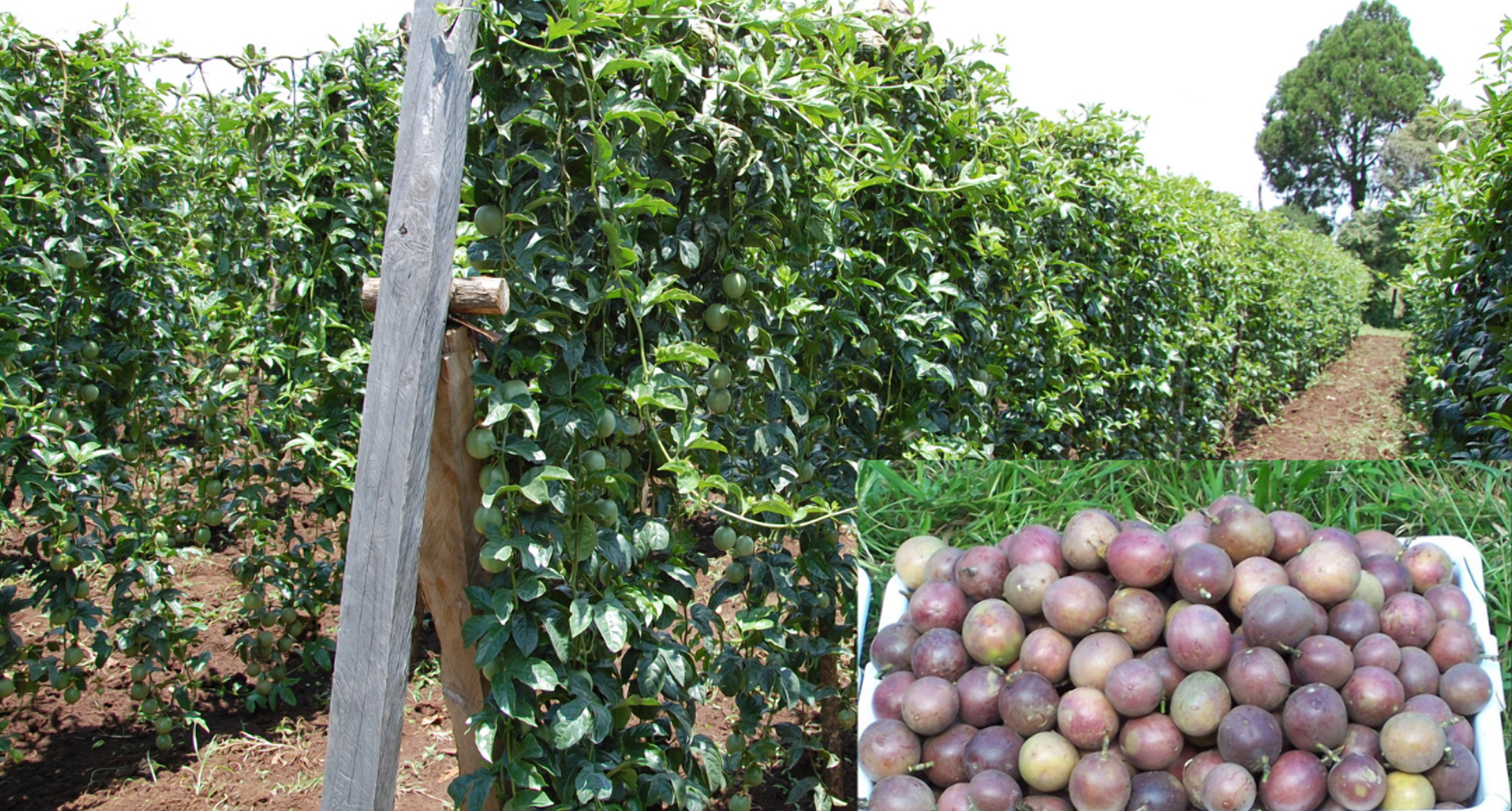 Everything you need to know about making money from passion fruit farming