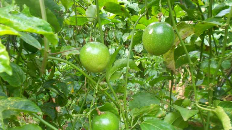 Growing passion fruits: What you need to know - Bizna
