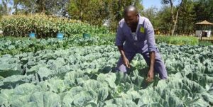 All you need to know about cabbage farming in Kenya