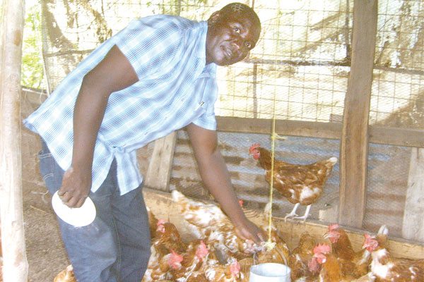 How my chickens, tomatoes and bananas are making me a millionaire