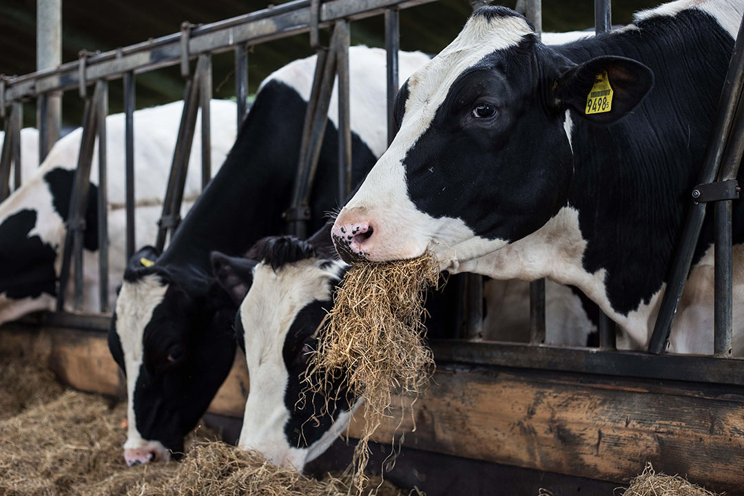 The proper feeding ration and the weight your cow should gain daily