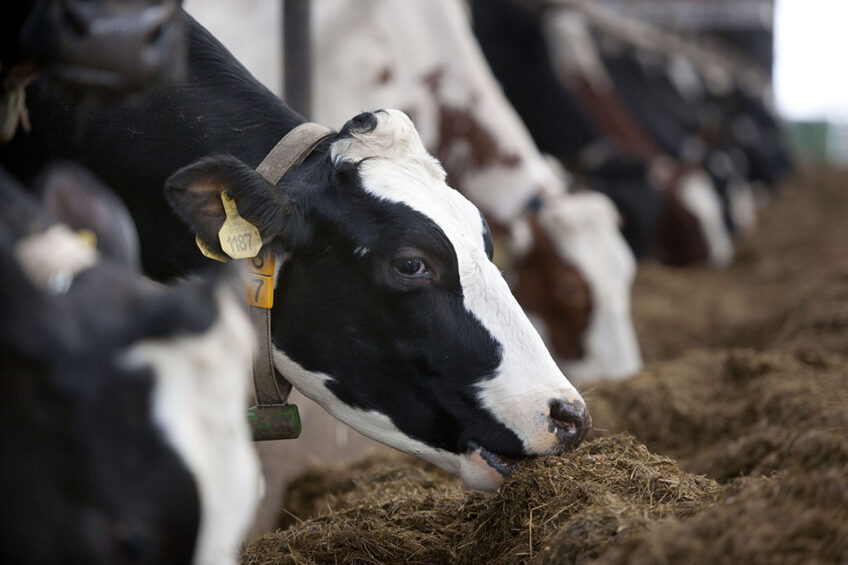 This is why your dairy cow eats more but keeps producing less milk