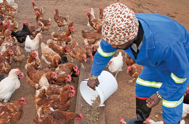 Simple poultry equipment you need to boost chicken production