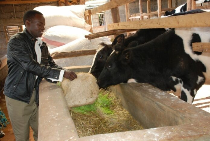 maximize milk production