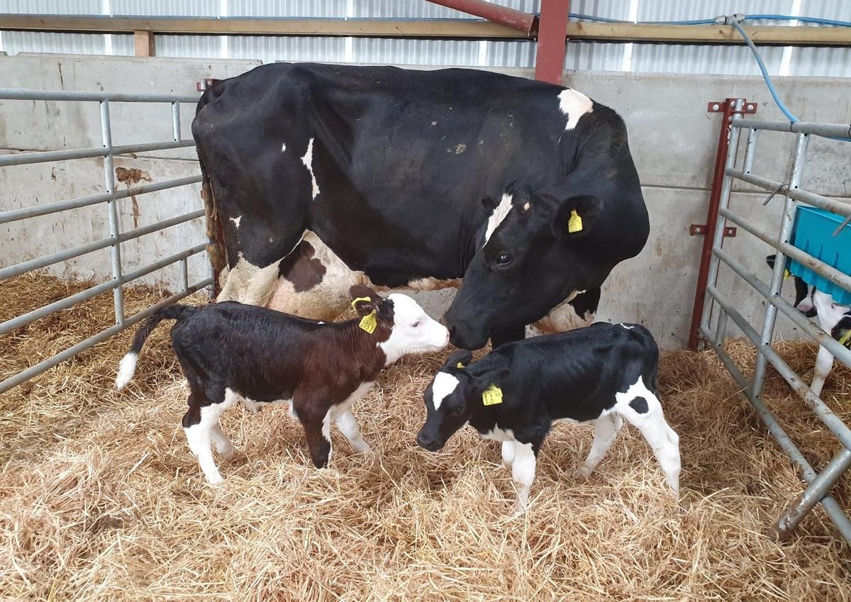 The proper feeding schedule for dairy calves and heifers at your farm