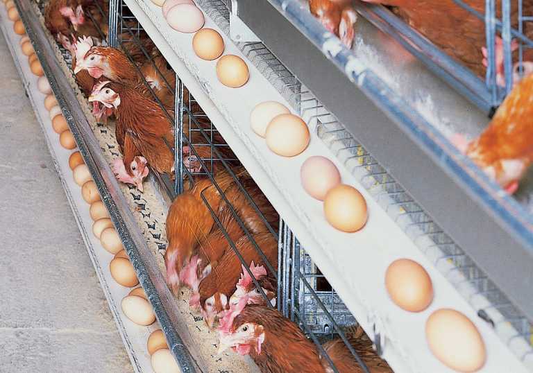 This is why your chickens aren’t laying eggs anymore