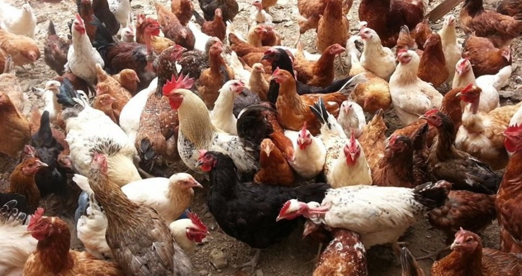 The right way of feeding indigenous chickens: chicks, growers and layers