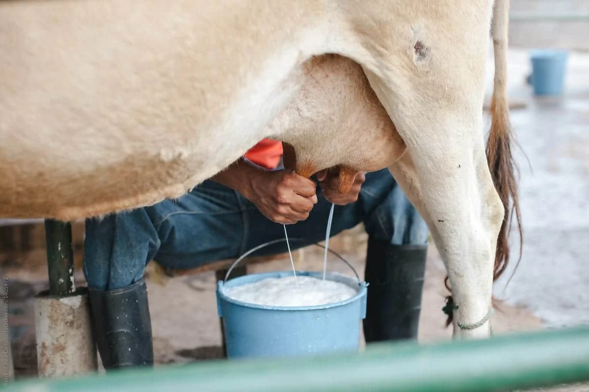 9 reasons your dairy cow has stopped giving you high milk production