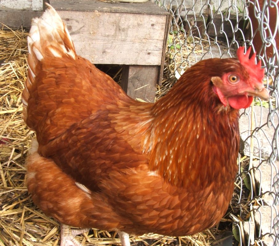 Layers chicken farming guide