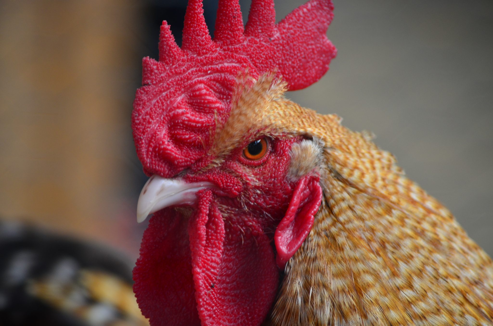 Space requirements for successful chicken farming - Bizna