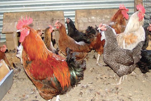 Kenya unveils last indigenous chicken breed