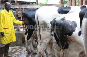 Dairy Farm Kenya 
