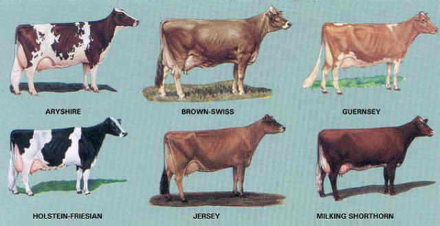 All about breeding dairy cows properly