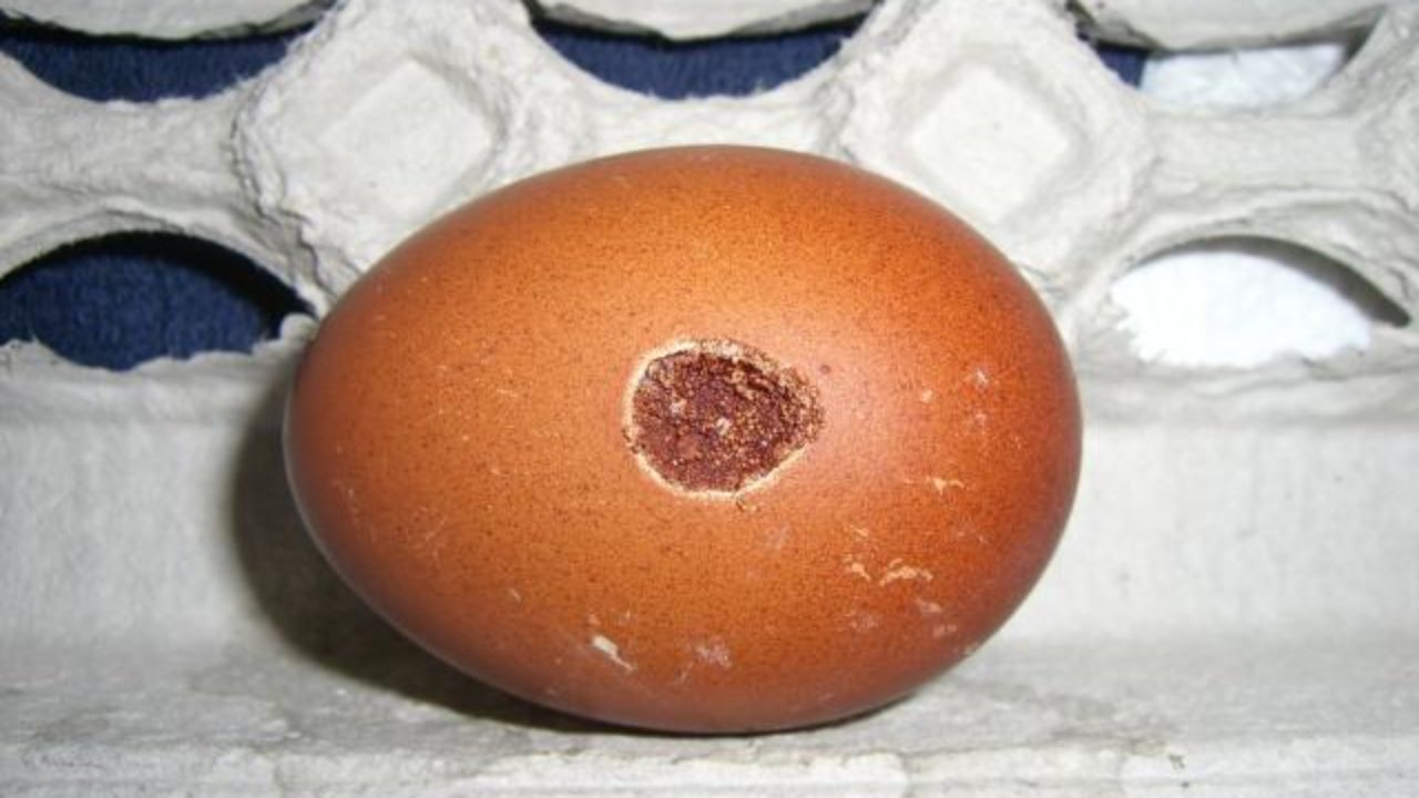 17 Common Egg Shell Quality Problems Their Causes And - 