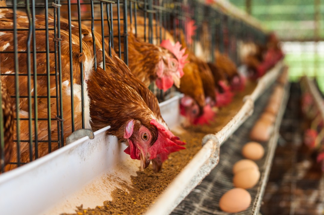 The most efficient checklist to ensure your chicken layers are producing in plenty