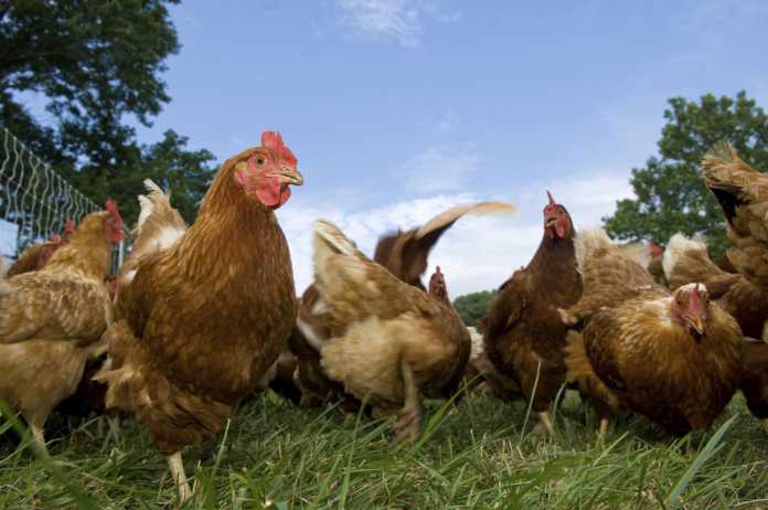 Chicken farming - Bizna