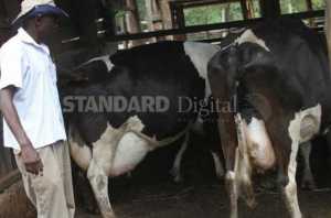 Moses Kiptanui at his dairy farm in Trans Nzoia. Photo / The Standard.