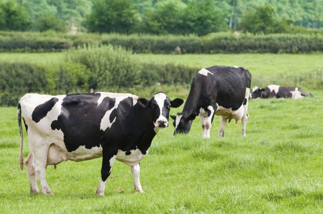 How to start a dairy farming business - Bizna