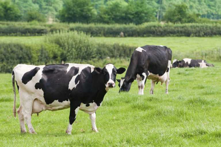 How to start a dairy farming business