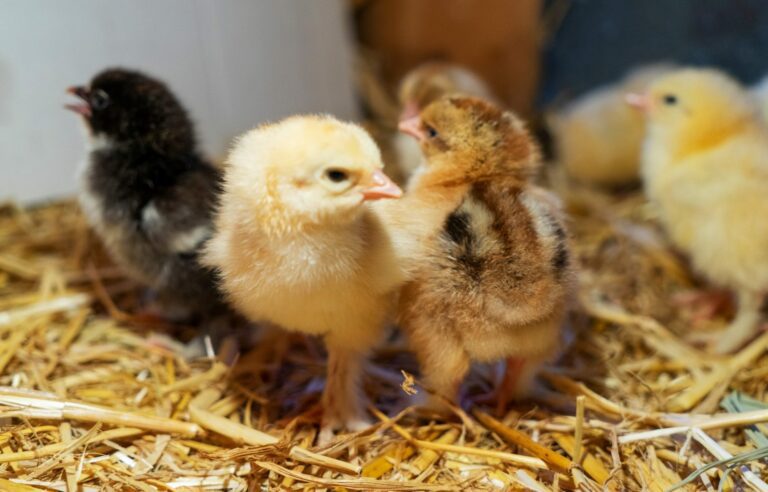 Keeping newly hatched chicks safe from disease that kills them in week one