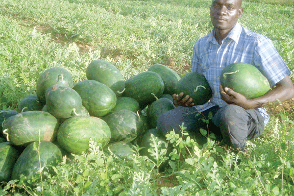 New farmer building  profits from watermelon and tomato farming