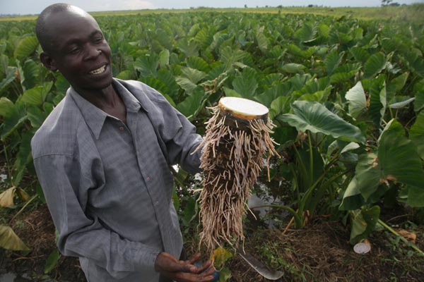 Making money from arrow roots farming in Kenya