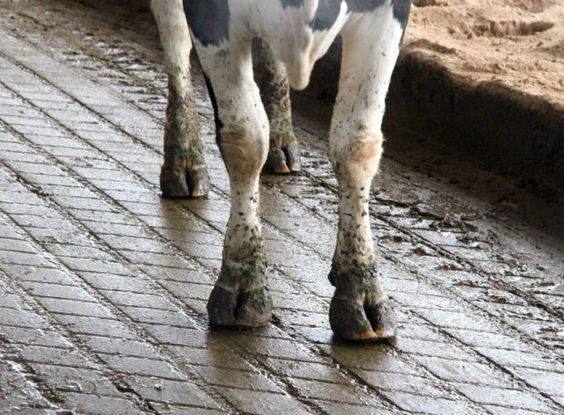 Why you must check your dairy cow's hooves