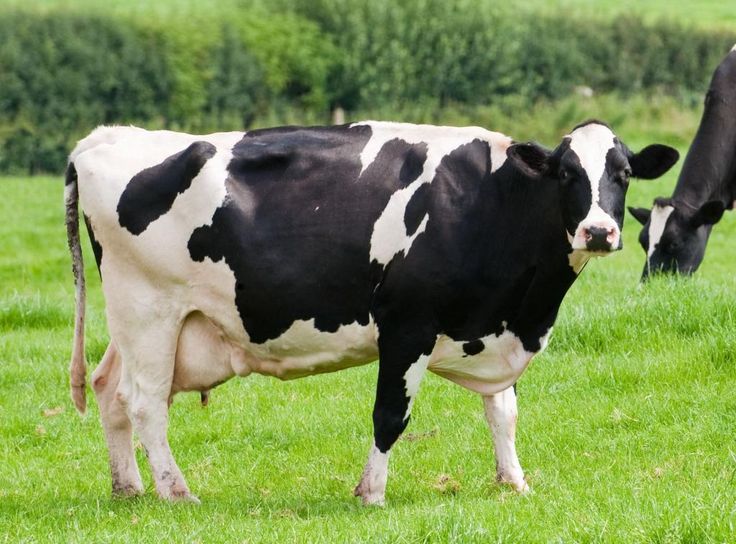 How to handle a lactating and pregnant cow's dry period