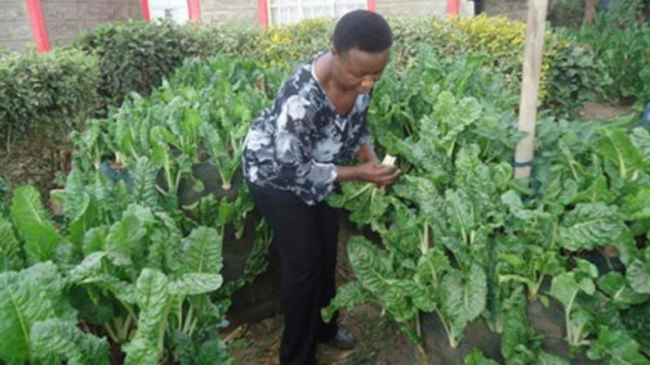 How you can make extra money from urban spinach farming in Kenya
