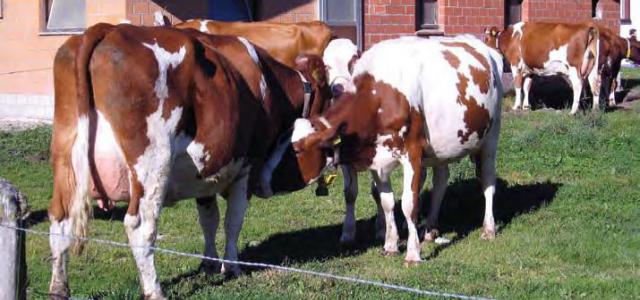 What to look out for when buying bull semen