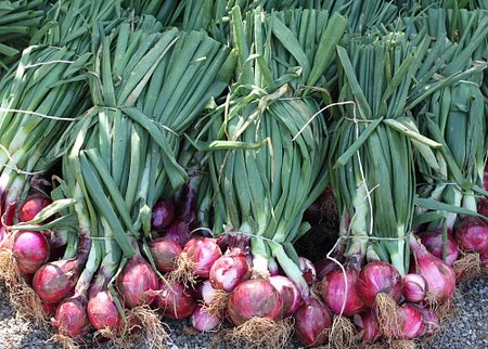 Onion Farming in Kenya 2019: Pests, diseases, problems and solutions