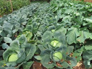 David Sankok's cabbage and tomato farmin Ewaso Ng'iro, Narok county. 