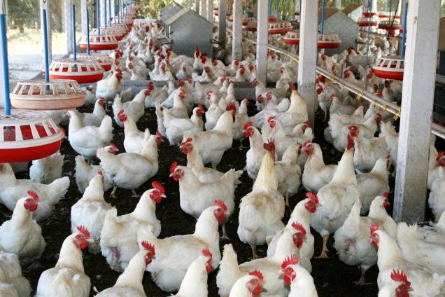 How to succeed in chicken broilers farming in Kenya