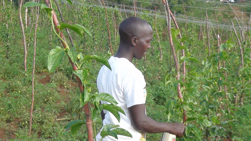 Farming millions in Kenya