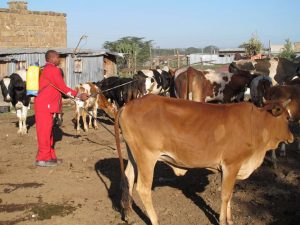 Sankok with some of his livestock.