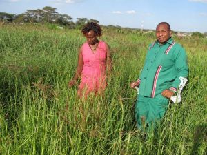 Sankok and his wife Hellen Sankok in their lucern farm.