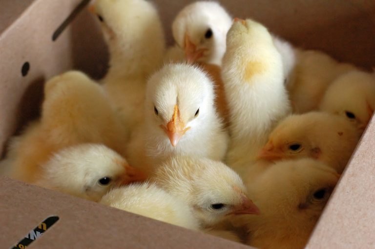 Top 5 causes of high mortality rate in chicks