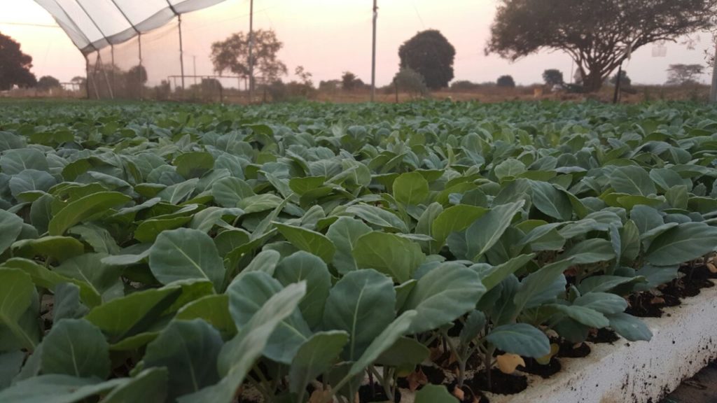 Top tips to ensure successful cabbage farming in Kenya