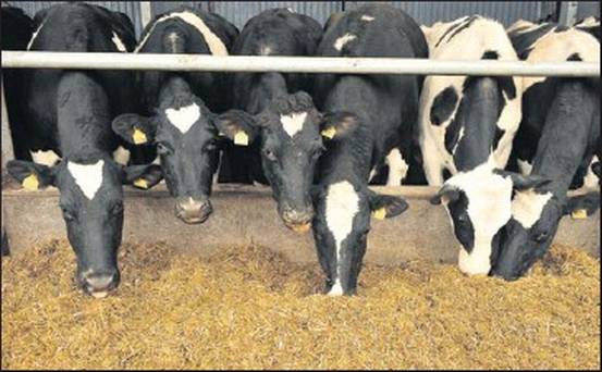Know quantity of feeds your dairy cow needs to thrive