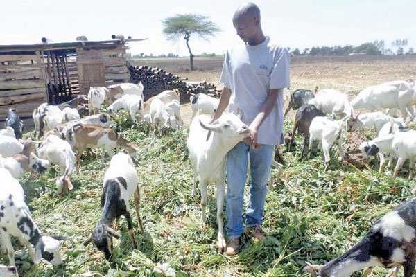 How 'shamba boy' started own farm and became a millionaire