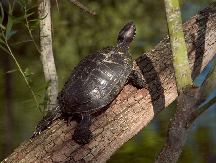 a tortoise climbing a tree - Image courtesy of furrytalks.com