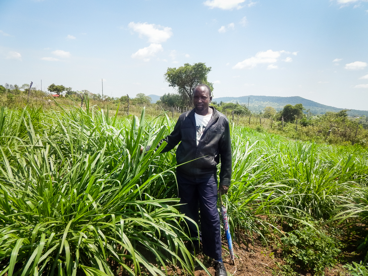 Intercropping nappier grass and its varieties