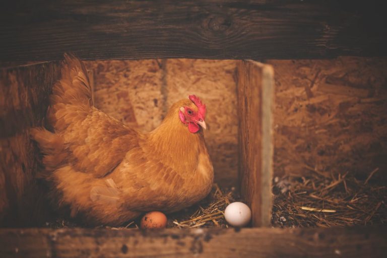 5 Reasons Why African Poultry Farming is not Lucrative