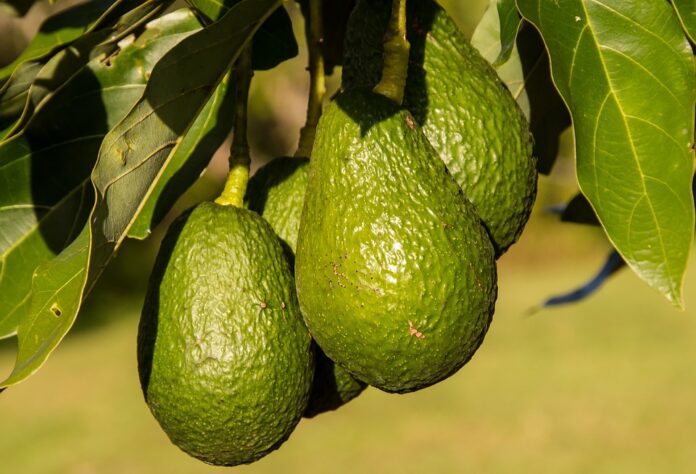 Fruit Farming: 9 fruits to grow in Kenya - Avocado- Bizna