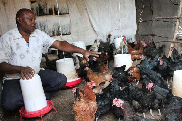 Best Chicken Breeds in Kenya