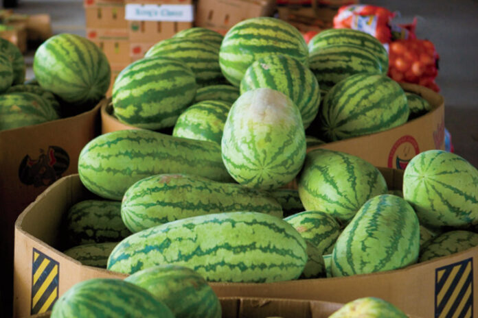 Growing watermelons in Kenya