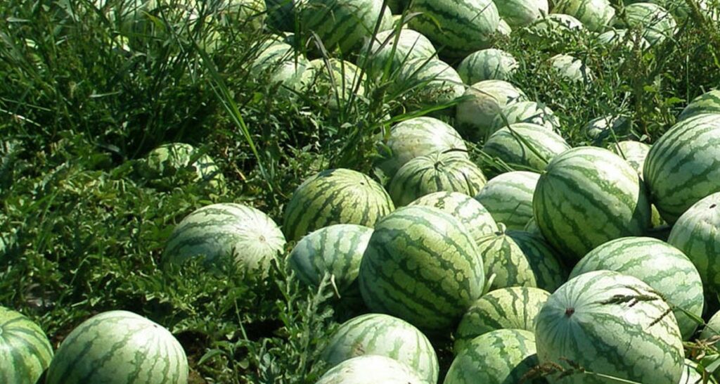 How watermelons, tomatoes give me Sh. 700,000 to Sh. 900,000 per acre