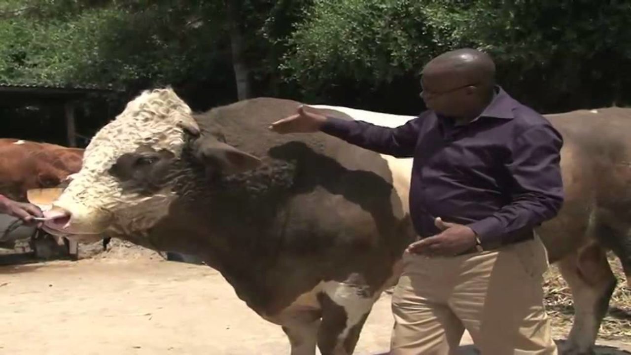 cow-fattening-in-kenya-all-about-cow-photos