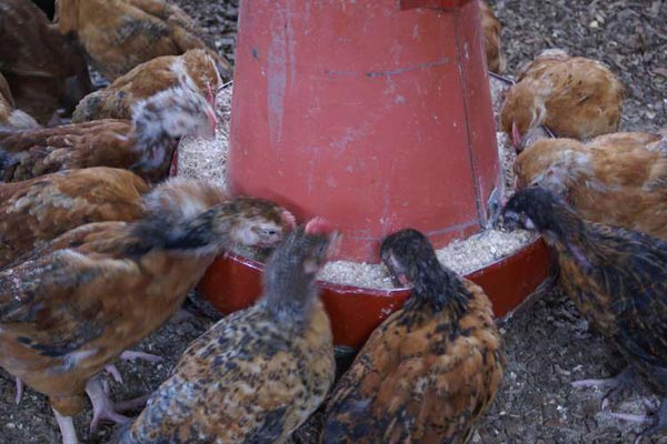 How prices of chicken and dairy feeds have risen