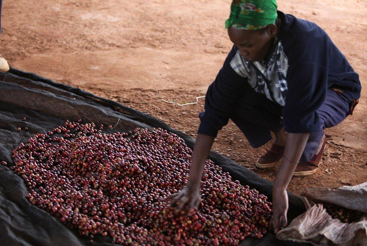 Coffee at Nairobi auction sells at highest price this year